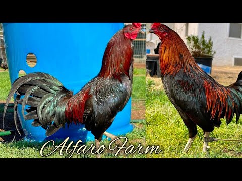 Black Jap Asils - ALFARO FARM