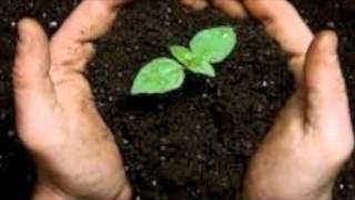 david gray - wurlitzer