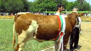 preview picture of video 'Awarded cattle breeds of the National Livestock Show - Breed Semental and Bulgarian brown cattle.'