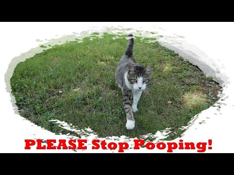 Preventing Your Cat from Pooping in the Garden