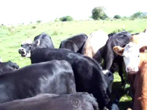 Paso Pereyra  Cerro Largo  URUGUAY