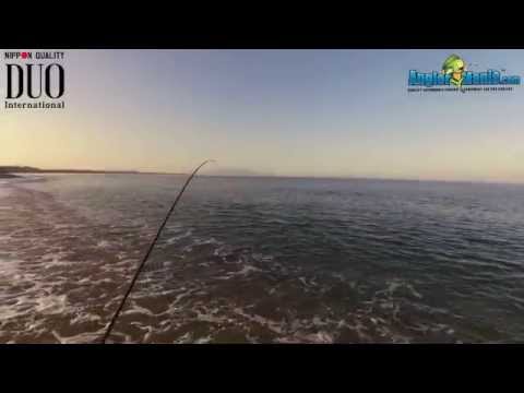 Duo Tetra Works Toto 42  - Small Caranx