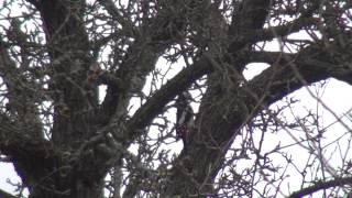 preview picture of video 'Great spotted woodpecker (Dendrocopos major)'