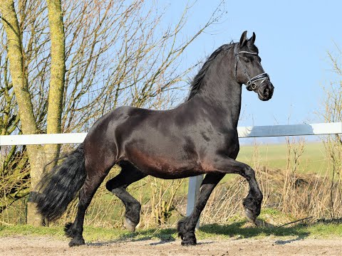 Stal Okkema's Sharine - Wimer x Sierk - Mare - 2013 -  1.60m