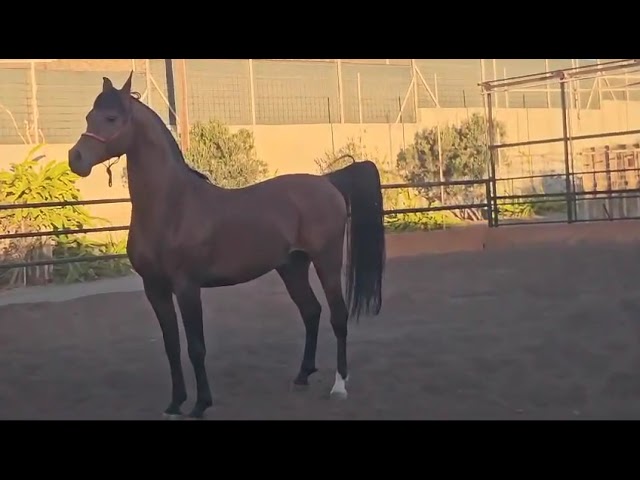 SEMENTAL P.RA EN GRAN CANARIA ESPA&Ntilde;A EN VENTA!!!!!!!!!!
