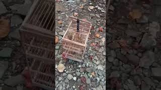 Download lagu attracting trucukan birds using a trap cage #bird lure #trucukan #shorts #trucukan birds mp3