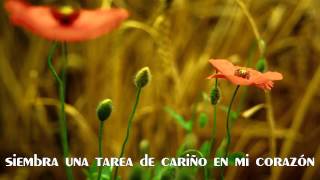 Reforestame - Juan Luis Guerra / Por Rodolfo Sánchez V.