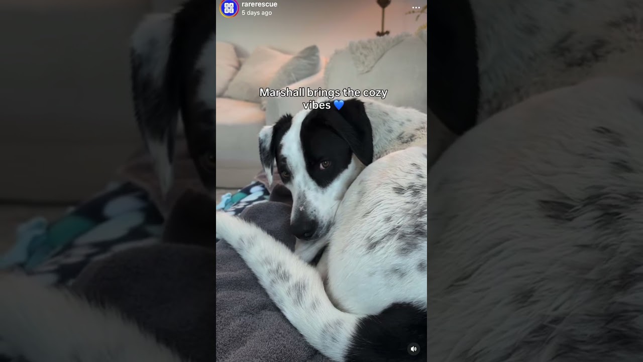 Enlarge Marshall, a Adoptable mixed breed in Nashville, TN video 6/6