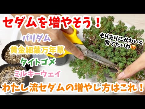 コーラルベリー 植物