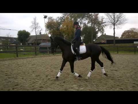 5 jarige vivaldi x gribaldi