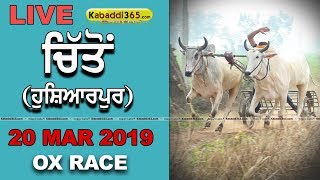 Chitton (Hoshiarpur) Ox Race 20 Mar 2019