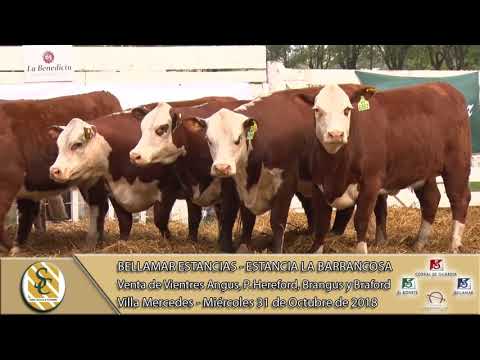 31-10-18 Venta de Vientres A.A., P.H., BG. y BF. - Bellamar Est. & Est. La Barrancosa - V. Mercedes