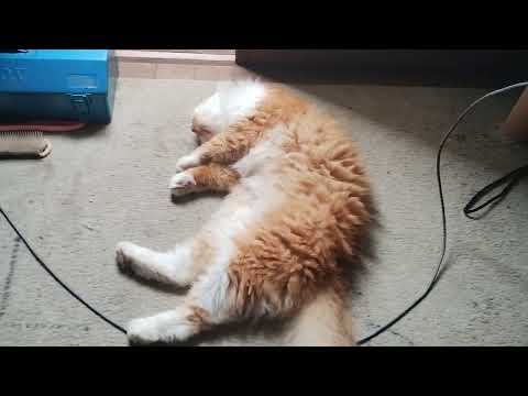 Aldi Talk の年間パッケージは間もなく再び利用可能になります。