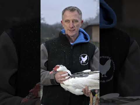 Kačica pižmová (Cairina moschata) — chov, ustajnenie a úžitkovosť