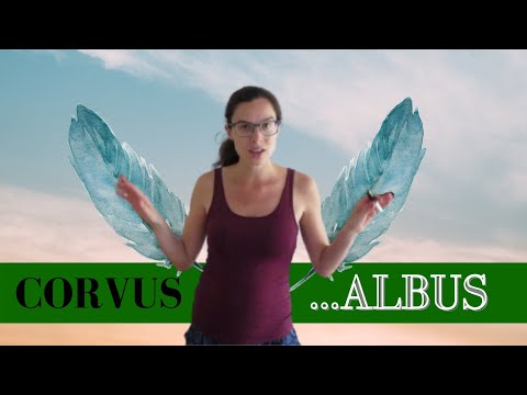 Latine loqui || Latin phrases || Corvus albus