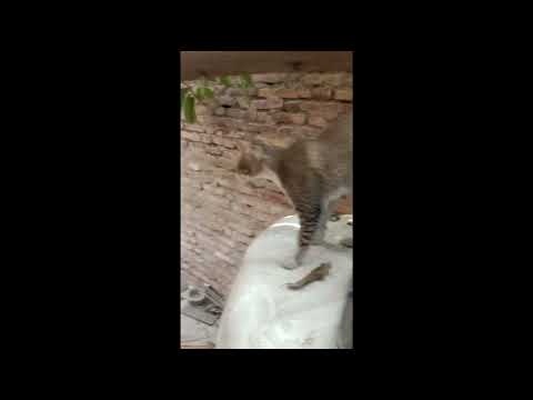 Cat Ka Balance 😳😲😃☺️👊💯💯😊 Gunja Ka Balance 💯💯