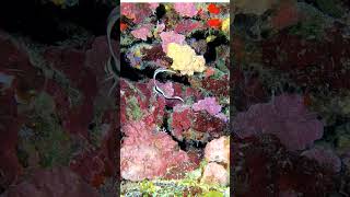 Have you ever seen a fish with fins like this?! #spotteddrum #drumfish #underwater #scuba #asmr