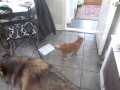 Charlie Brown And His Flicking Tail