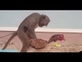 Domestic Monkey Having Sex With A Chicken Amazing Scene Short Trend Viral Animal Fact