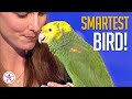 WHAT Echo The Talking Bird On AGT