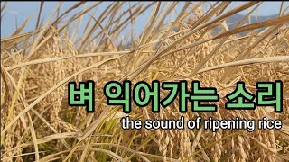 벼 익어가는 소리를 아시나요? the sound of ripening rice
