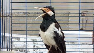 Download lagu Suara Burung Jalak Suren Full Variasi - Masteran & Pancingan Jalak Suren Agar Gacor Full Isian Mewah mp3