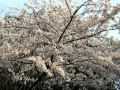 Sakura ・SakuraThe Stanley Clarke Trio With Hiromi & Lenny White 1