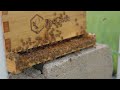 Bee Vibes Bee Frequency 250 300 Hz