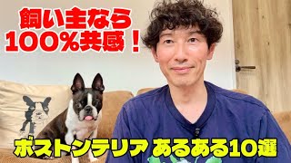 ボストンテリアあるある10選【飼い主なら100%共感する特徴】