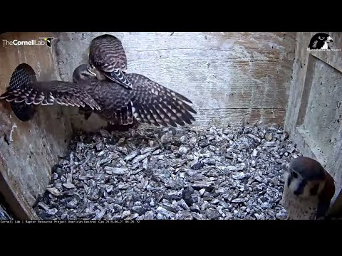 Second Kestrel Chick Fledges After Pushing Its Way To Nest Entrance! – June 21, 2019