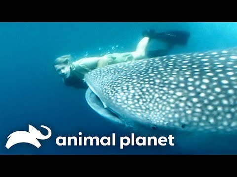 Steve's Favorite Creatures of SEASON 5 | The Crocodile Hunter | Animal Planet