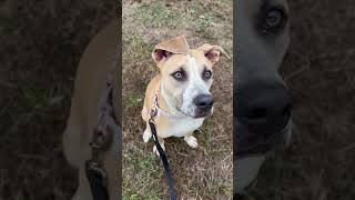 Video preview image #1 Boxer-Unknown Mix Puppy For Sale in Macon, MO, USA