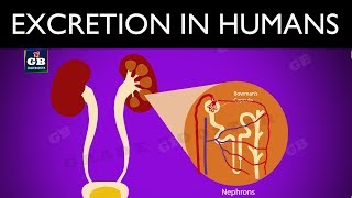 #Excretion in human beings :Life processes : 10th biology : CBSE syllabus : ncert class 10 : Science