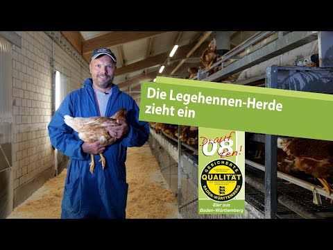 Die Legehennen-Herde zieht ein: Einstallen von Hühnern