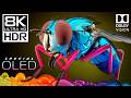8K HDR OLED TEST | VIBRANT COLORS & NATUR ..