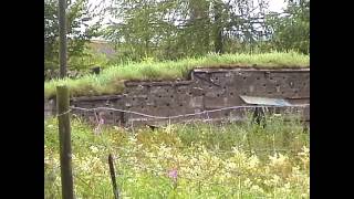 The Yellow Hammer headed morph