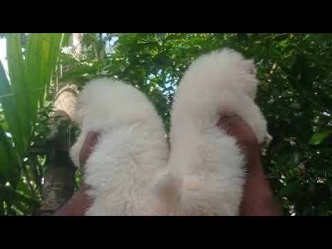 Dog whatsapp status malayalam #petlover #dog