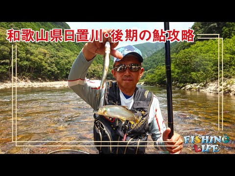 尺も出る川・後期の日置川で良型アユ狙い