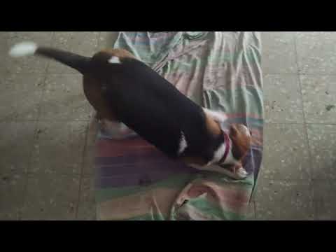 BEAGAL DOG playing