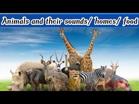Learn animals and their sounds/food/homes for kids || Vocabulary || #animalsandtheirhomes #animals