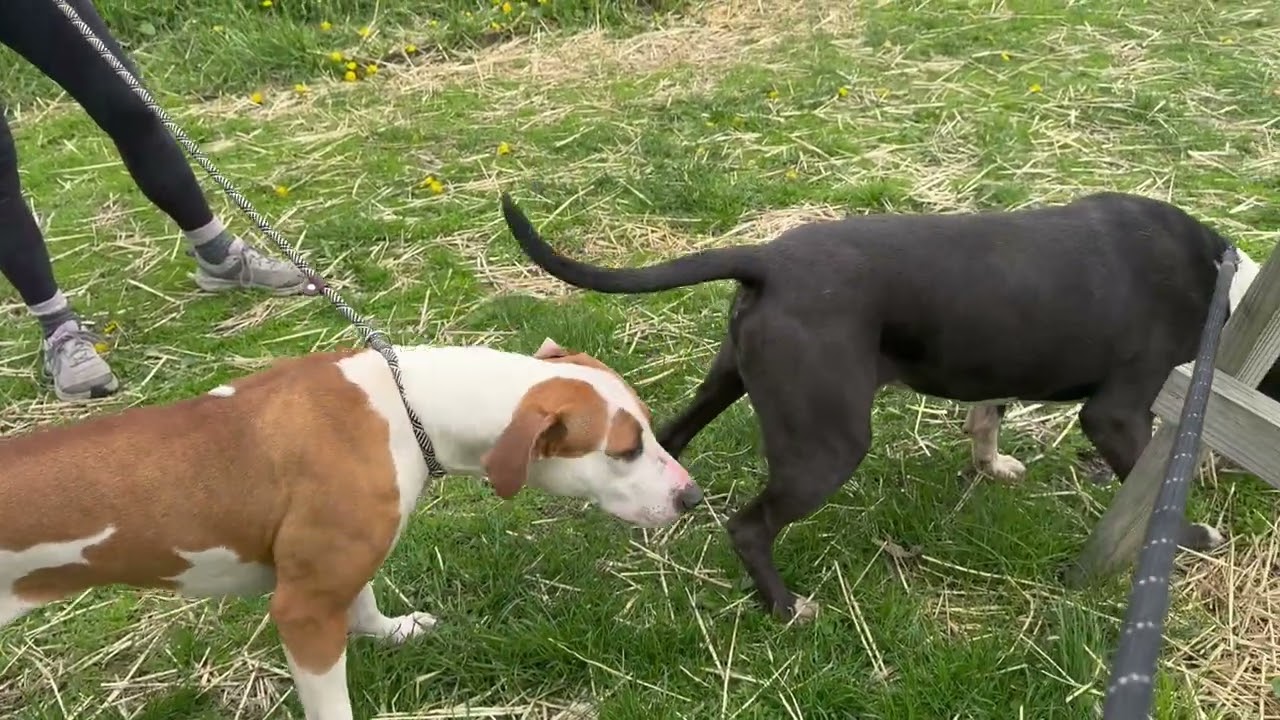 Enlarge Domino, a ADOPTABLE Pit Bull Terrier in Chicago, IL video 5/5