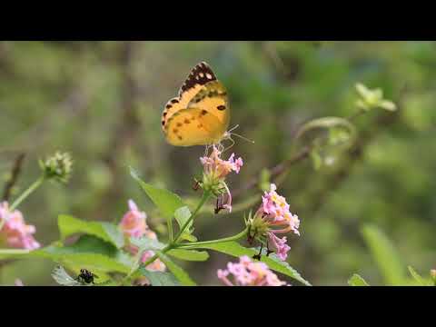 Butterfly - colotis fausta Beautiful species