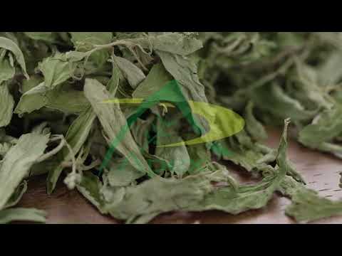 Stevia Leaf T-cut