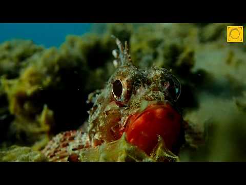Scorpaena notata