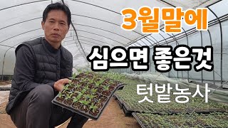 텃밭 작물! 추위에 강한 3월말에 심을 만한 작물들 추천