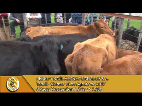 18-08-17 Venta de Vientre - Pedro y Raúl Alonso Ganados S.A. - Tandil