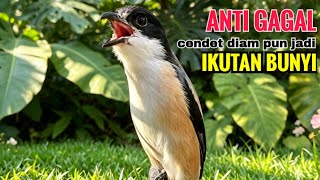 Download lagu toet toet cendet gacor suara ALAMI yang bikin cendet diampun pastikan ikutan bunyi dengar suara ini mp3 Download lagu toet toet cendet gacor suara ALAMI yang bikin cendet diampun pastikan ikutan bunyi dengar suara ini mp3