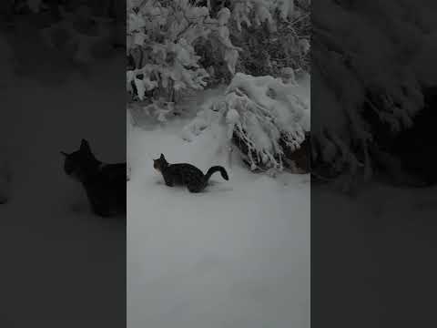 Winter kitty play 😁