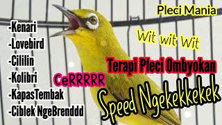 Download lagu Masteran  Pleci  Tembakan Full Variasi Yg seing Di bawain Di G12 mp3 Download lagu Masteran  Pleci  Tembakan Full Variasi Yg seing Di bawain Di G12 mp3