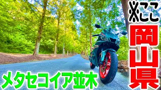 【大発見】岡山県にあるメタセコイア並木が想像以上の映えスポットだった!!!???